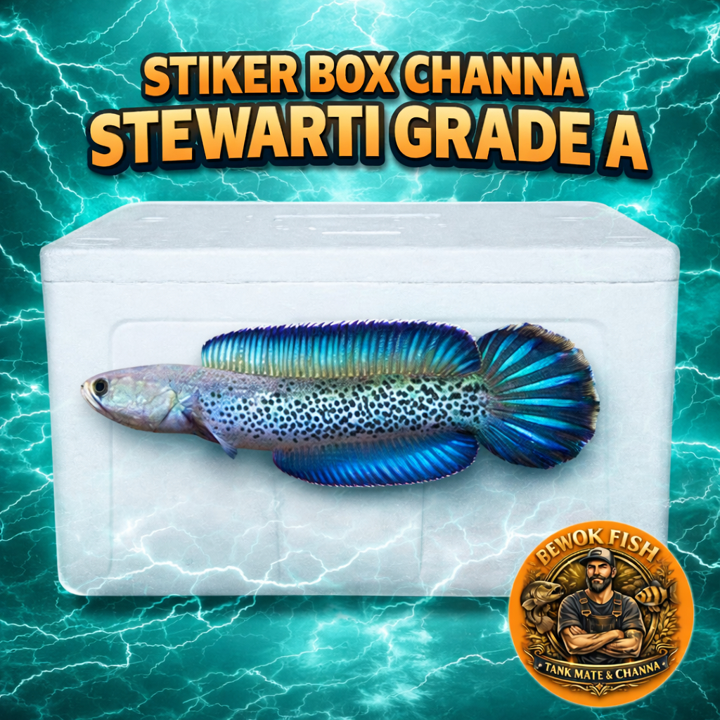 Stiker Box Channa Stewarti Size 3-5cm Grade A Siap Progres Bahan Mewah