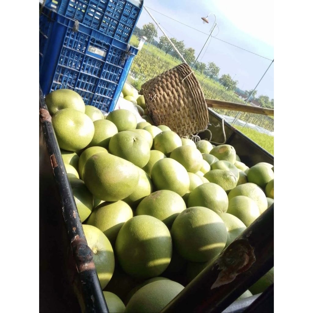 Jeruk Pamelo Muria || 1kg Up