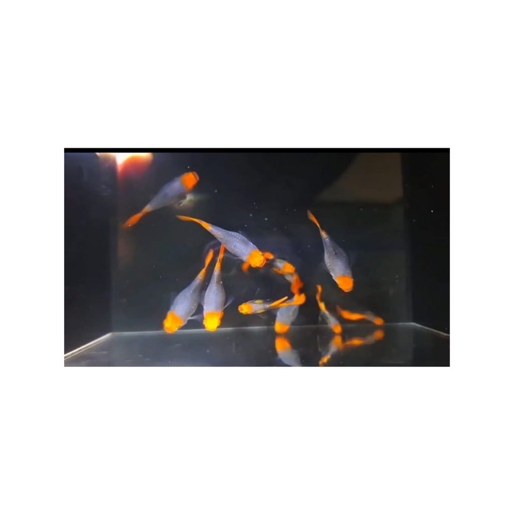 Guppy Tuxedo Koi Short Body Glass Belly  | Grade A+ | Hiasan Akuarium