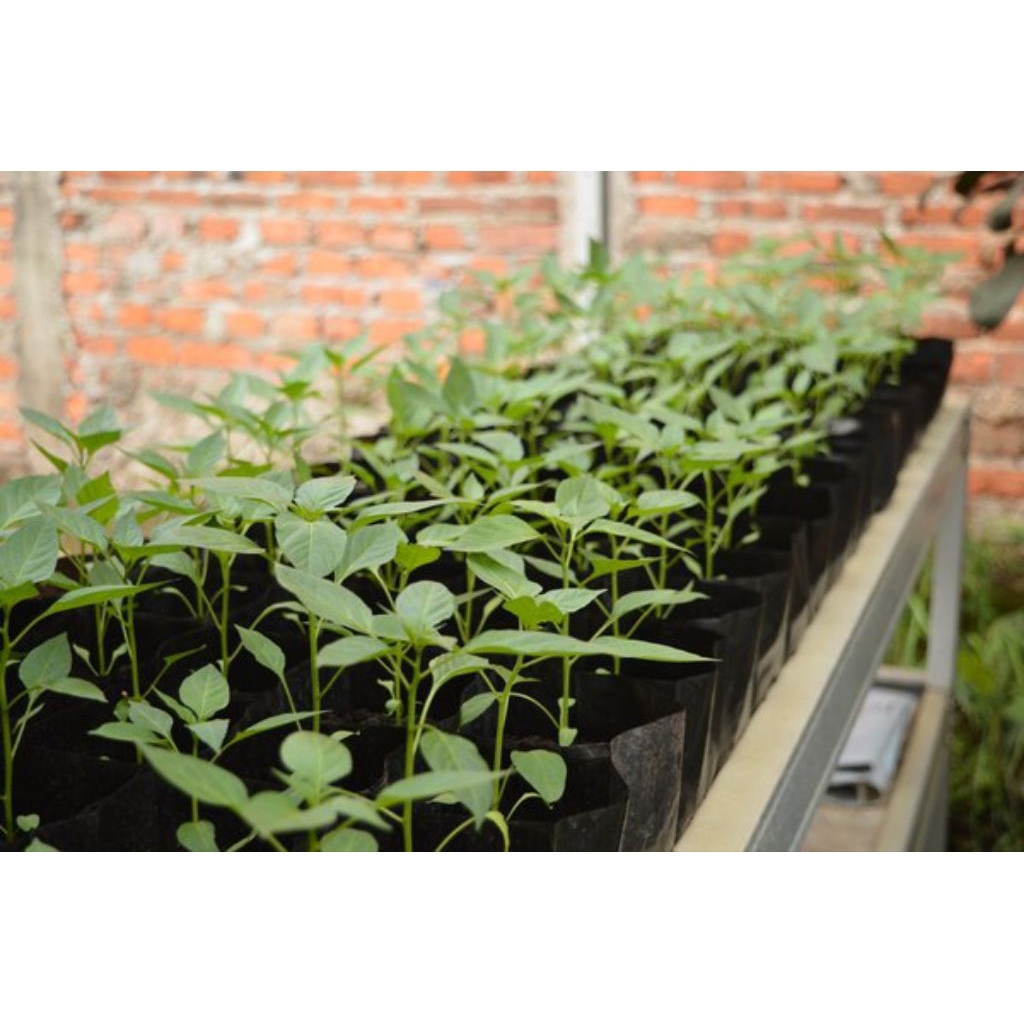 bibit cabe rawit siap tanam