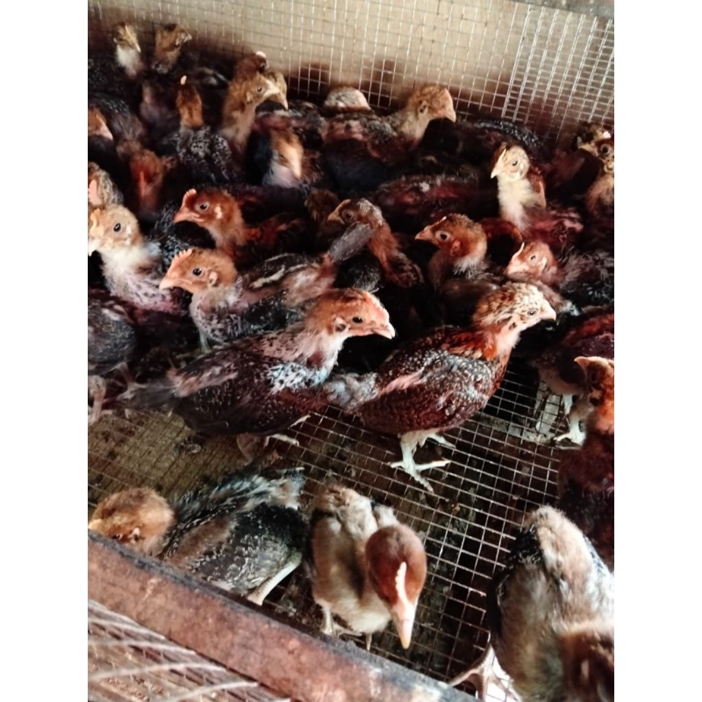 Ayam kampung arab - ayam arab - bibit ayam ayam