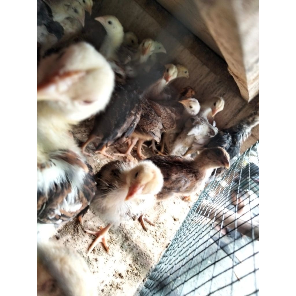 Bibit ayam kampung usia 3 minggu sudah vaksin