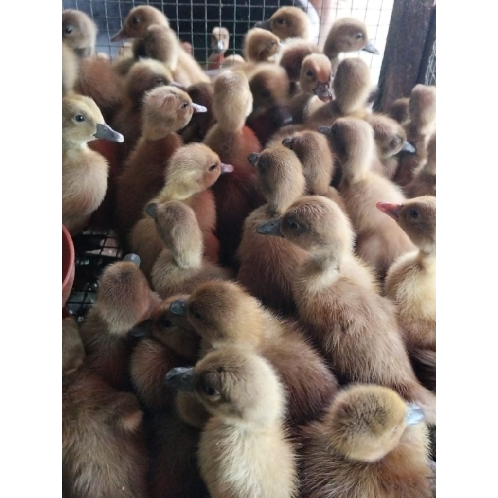 Bebek betina super - bibit bebek petelur - bebek petelur betina