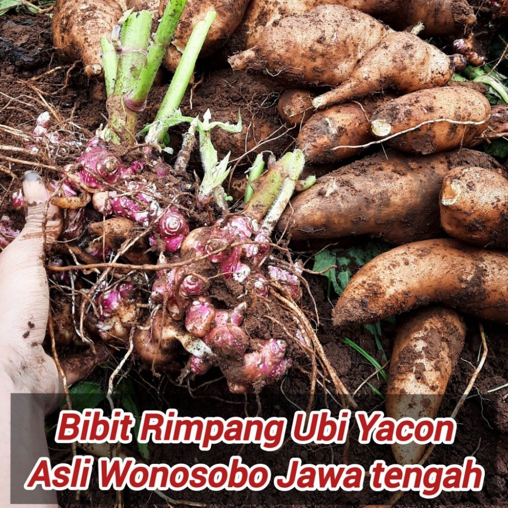 100 Grm Bibit Rimpang Umbi Yakon mata tunas aktif Rimpang Yakon Aslii Wonosobo