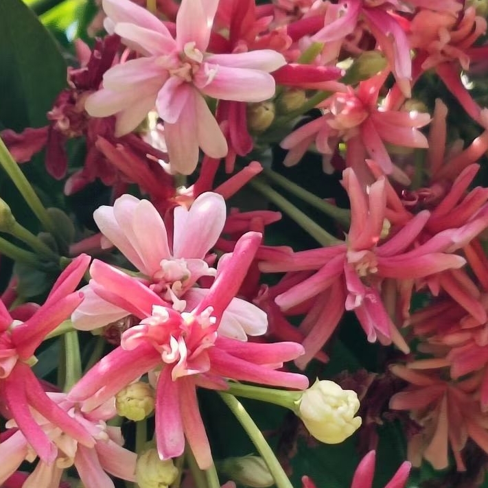 bibit tanaman melati belanda tumpuk