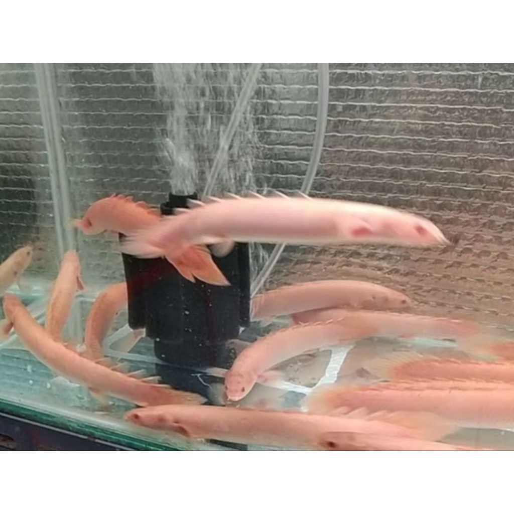 PALMAS ALBINO -+15CM PER EKOR