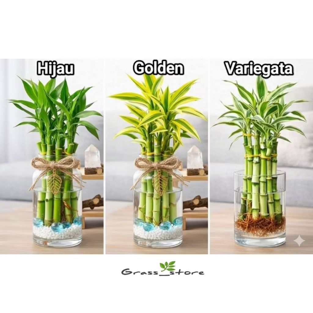 (PAKET 3 BAMBU HOKI) Paket 3 tanaman bambu hoki media air -tanaman keberuntungan - bambu hoki kuning