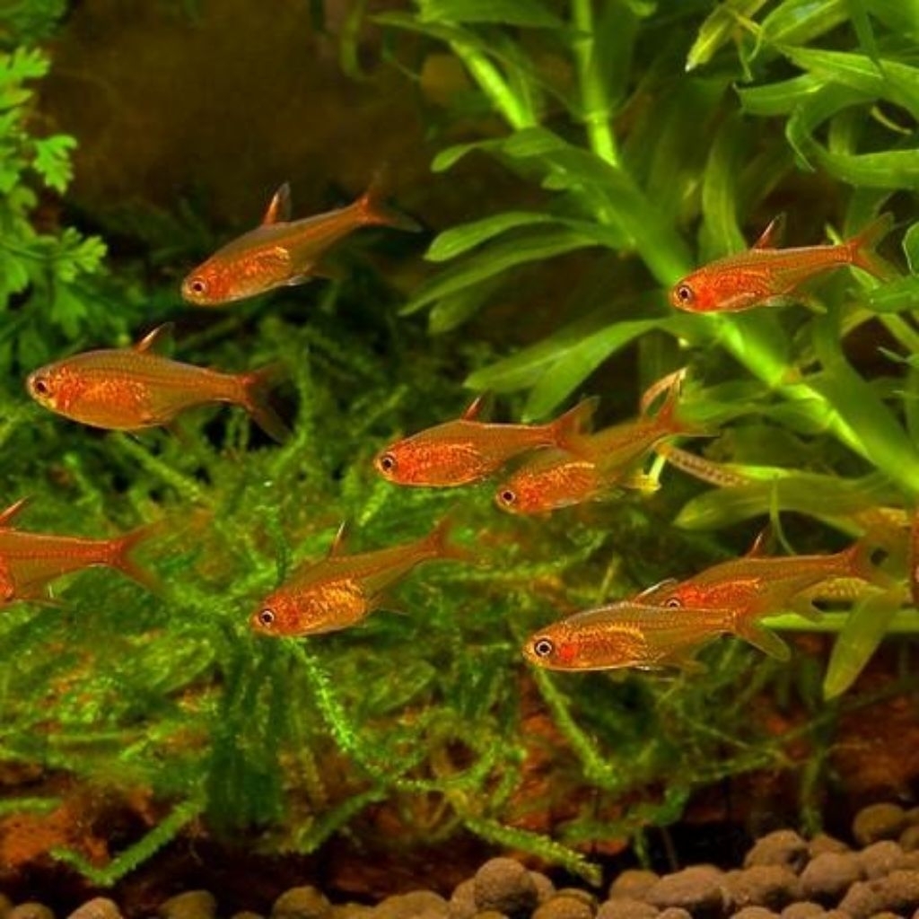 amandae hiasan aquarium