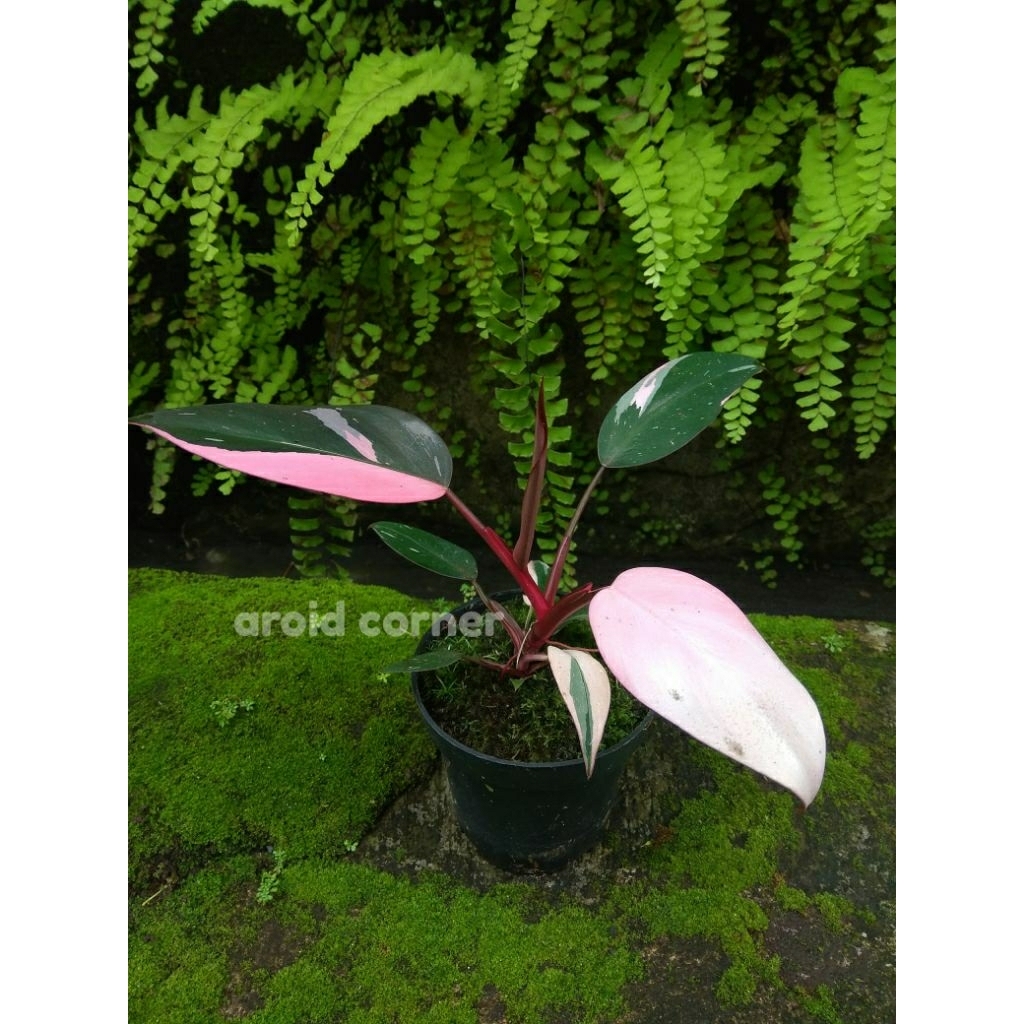 Philodendron 'Pink Princess' Philo