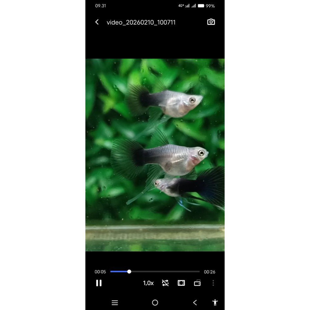 hiasan aquarium guppy hb dark blue sb ribbon