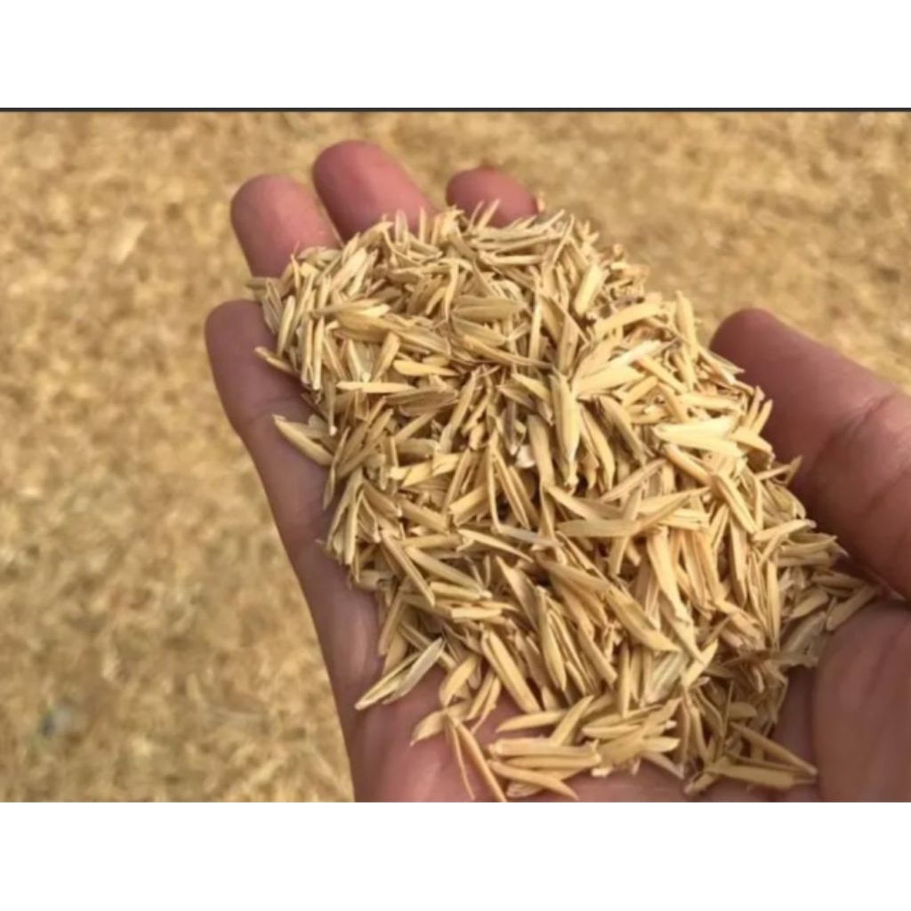 Sekam padi mentah kering.