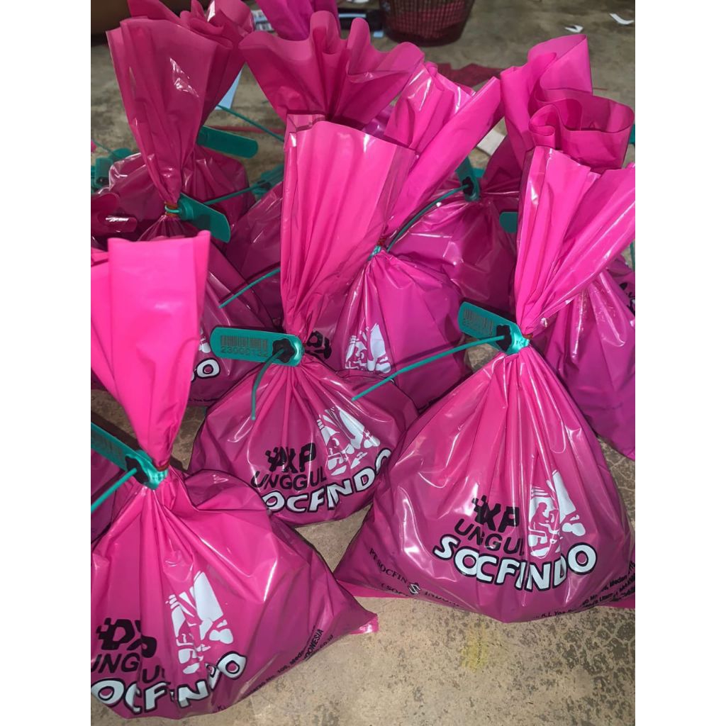 Bibit kecambah kelapa sawit variatas Socfindo