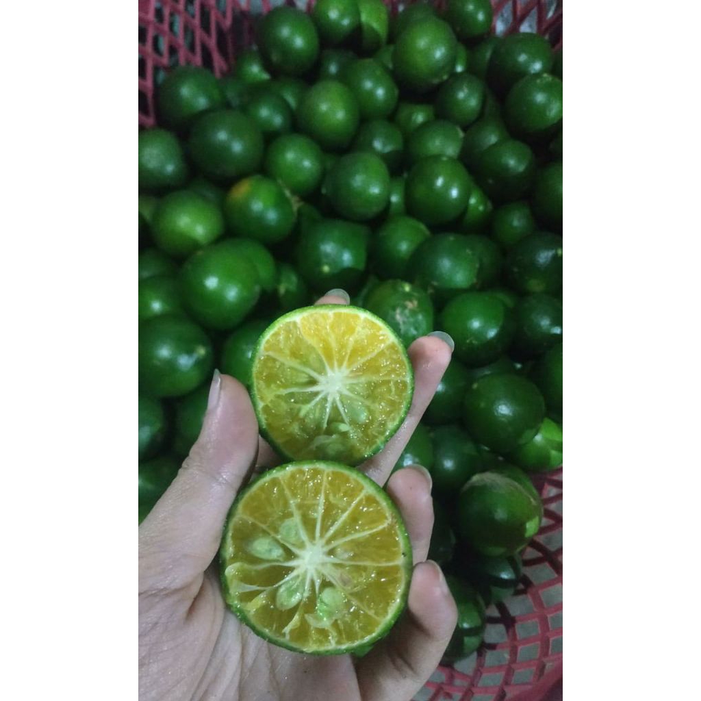 jeruk peras kecil 1kg/jeruk peras asam manis/jeruk peras segar