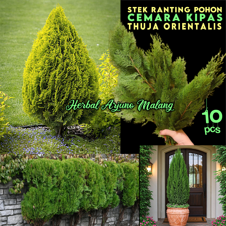 Cemara Kipas Stek Ranting Pohon Leyland Cypress Chinese Arborvitae Northern Eastern White-cedar Cupr