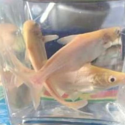 ikan patin albino ukuran 25 cm up berkualitas