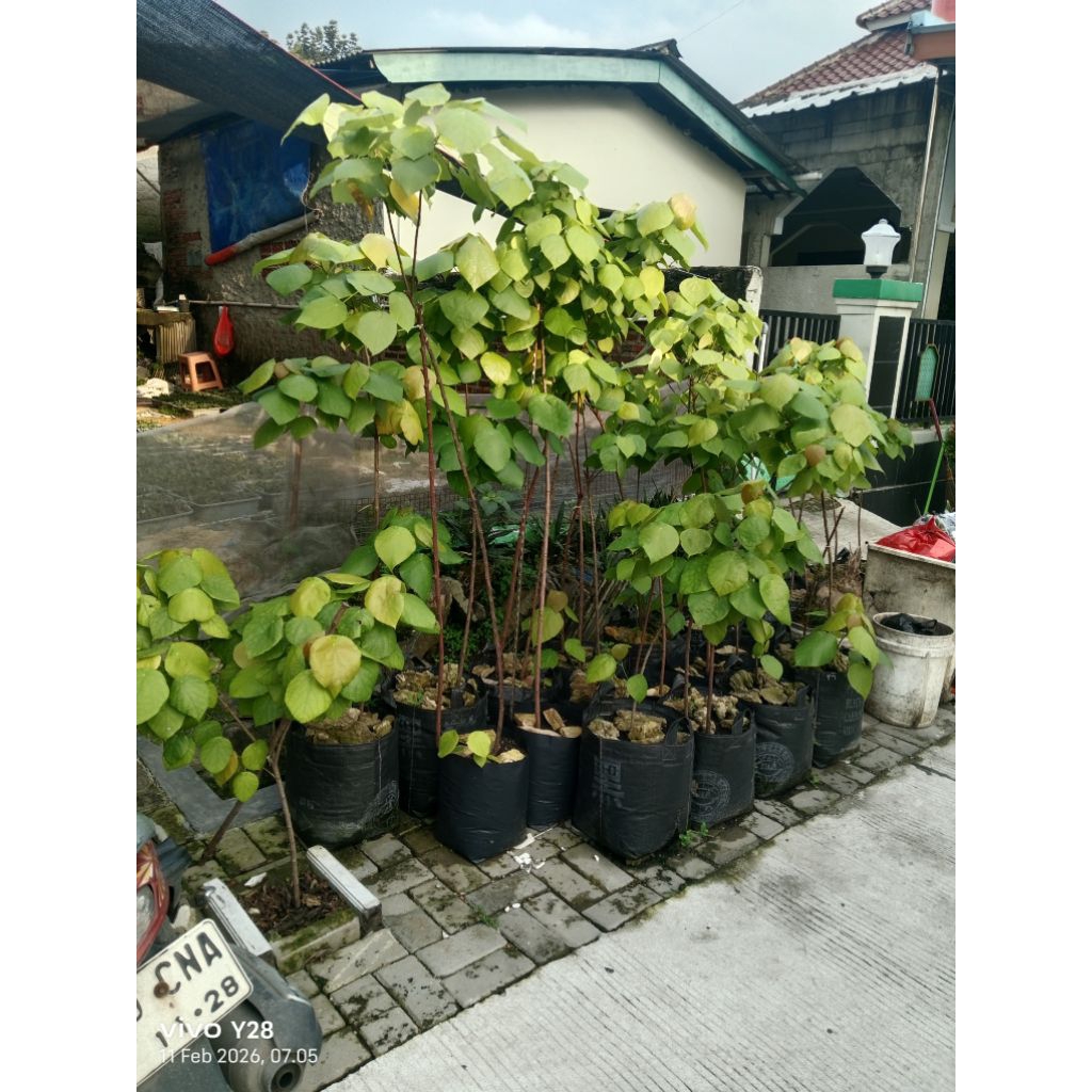 bibit pohon pat kua / tanaman pak kua / pak kwah