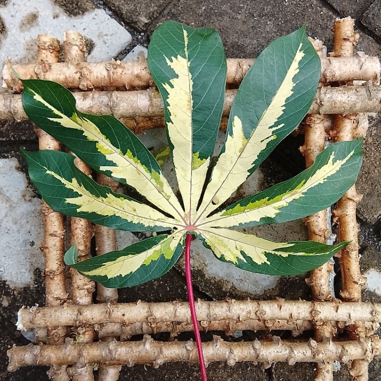 Bibit Singkong Varigata Unik Daun bisa untuk Lalapan & tanaman hias