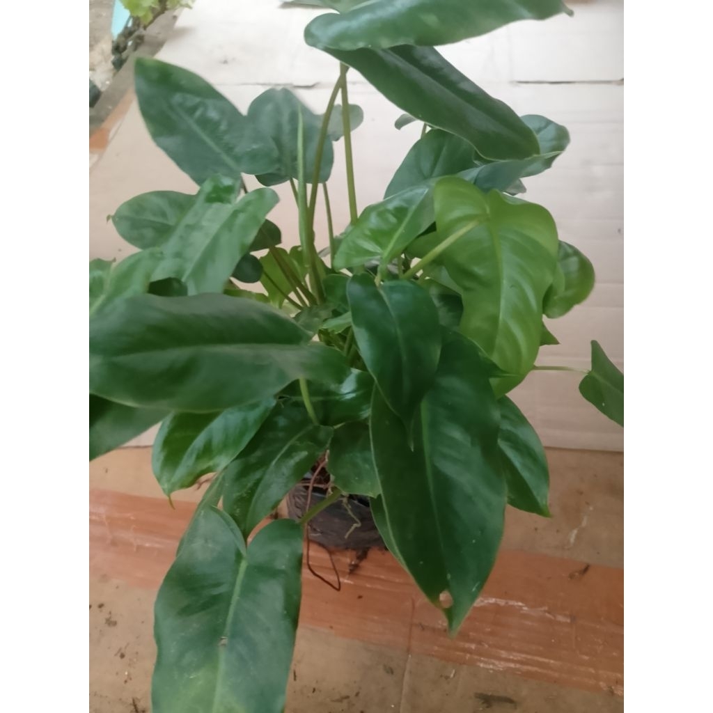 bibit tanaman hias pohon brekele tanaman brekele