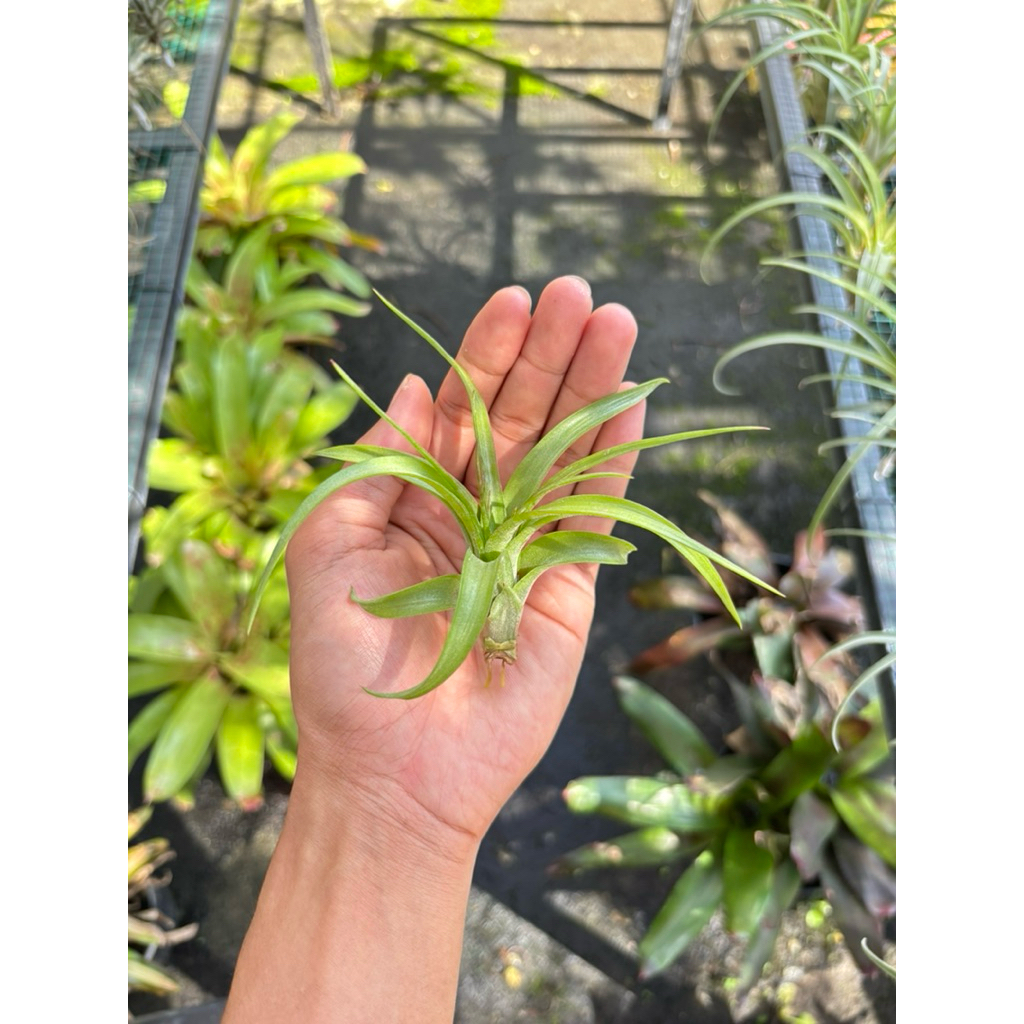 Tillandsia Eric Knobloch