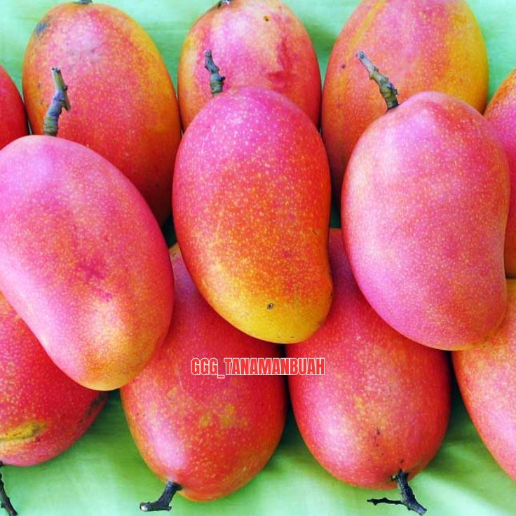 Bibit Mangga Podang Urang Hasil Okulasi Cepat Berbuah