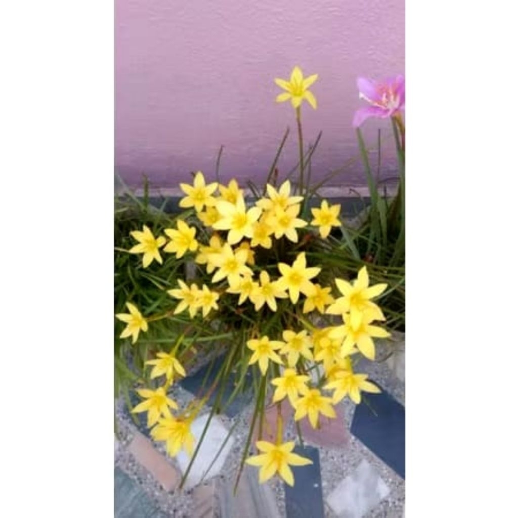 Promo [bisa cod] TANAMAN HIAS LILY BUNGA KUNING/ Lily hujan/ Lily rain kuning