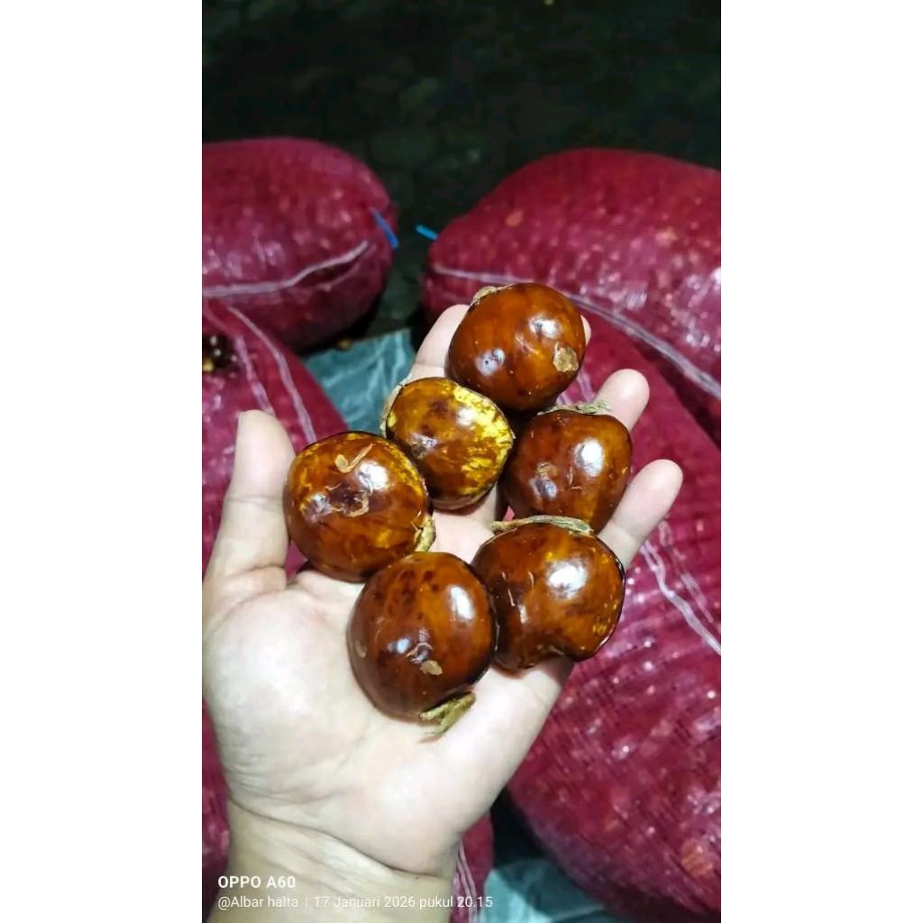 Jengkol Muda dan Jengkol Tua (Ready Sudah Kupas)