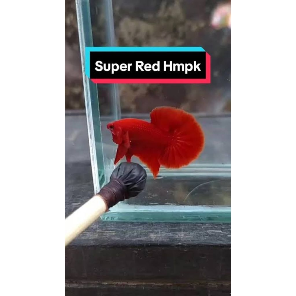 Hmpk Super Red Size M