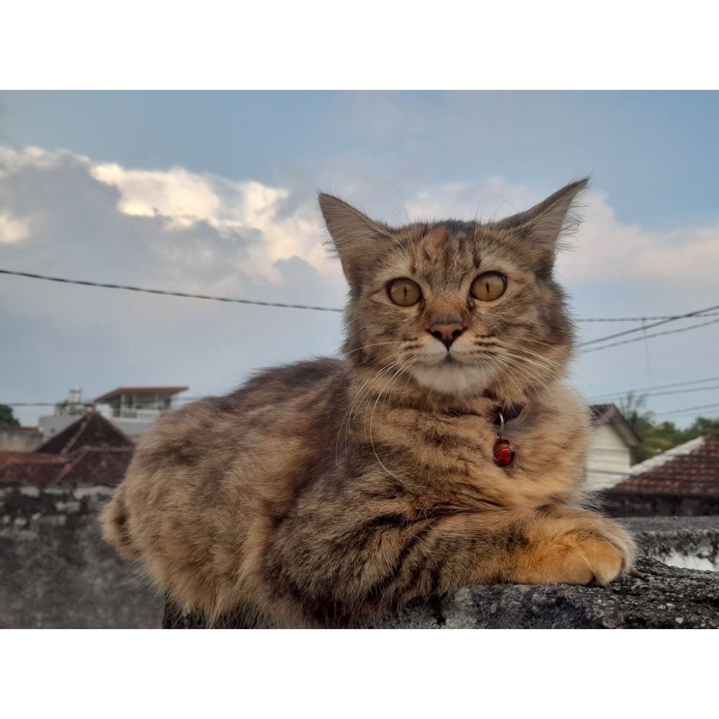 Paket jajan lebaran