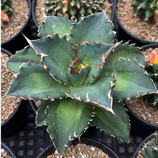 agave titanota solar 10cm
