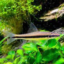 STICKER SAE (Siamese algae-eater ) SUP3R ALGA EATER PEMBERSIH ALGA AQUASCAPE