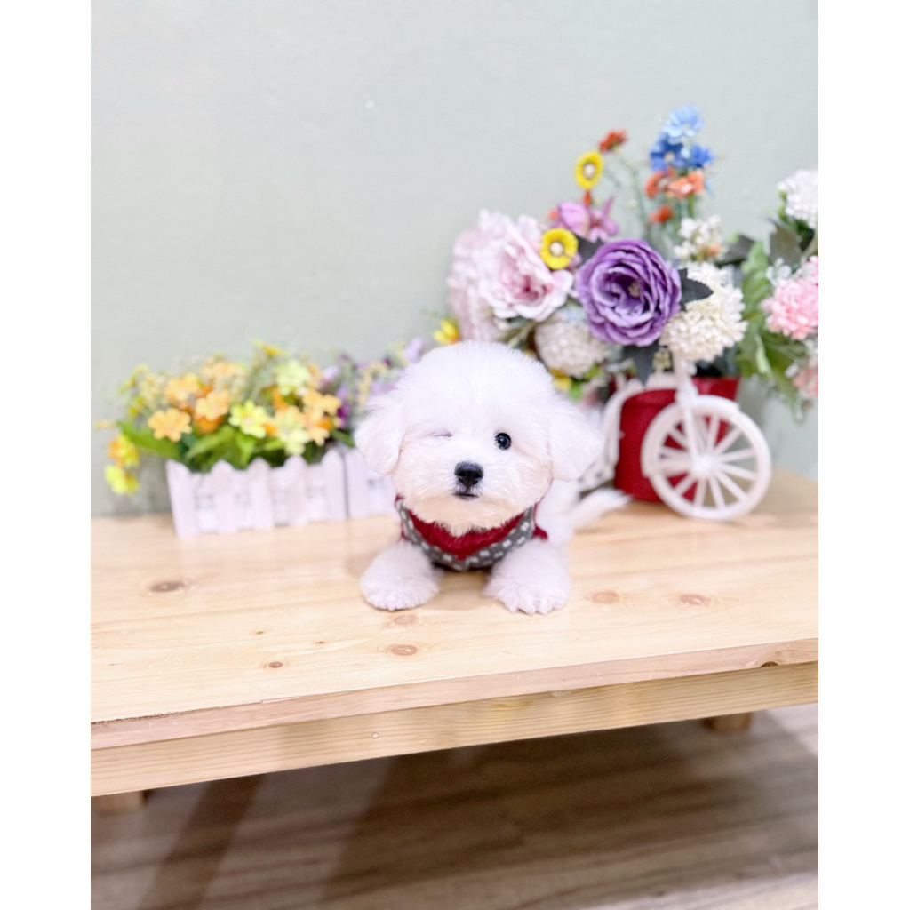 super cute korean mini bichon frise muka imut like a doll super cute bloodline import korea puppy pu