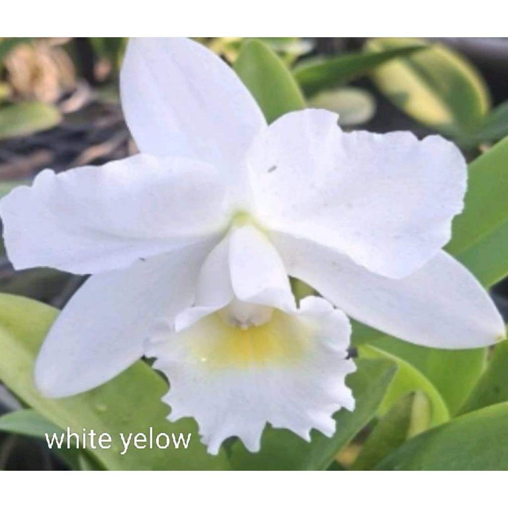 Anggrek Bulan Phalaenopsis amabilis Jawa DEWASA - Bunga Putih Besar, Mudah Dirawat, Siap Berbunga