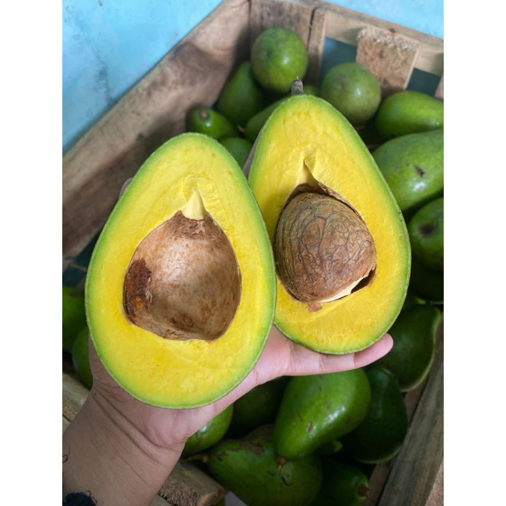 ALPUKAT MENTEGA LAMPUNG
