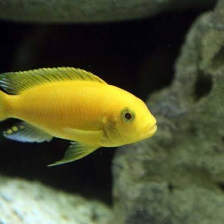 ikan hias lemon kuning