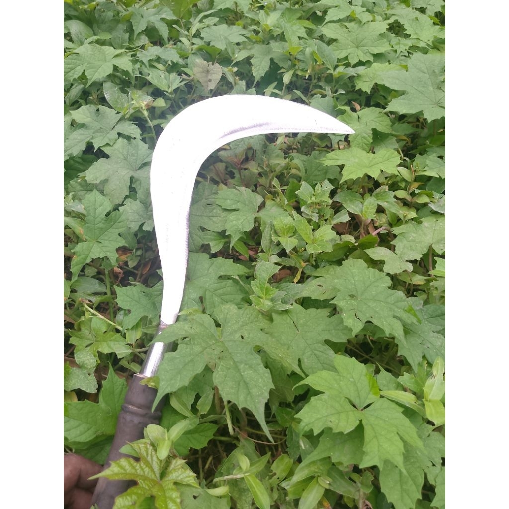 sabit rumput sabit baja sabit semak semak