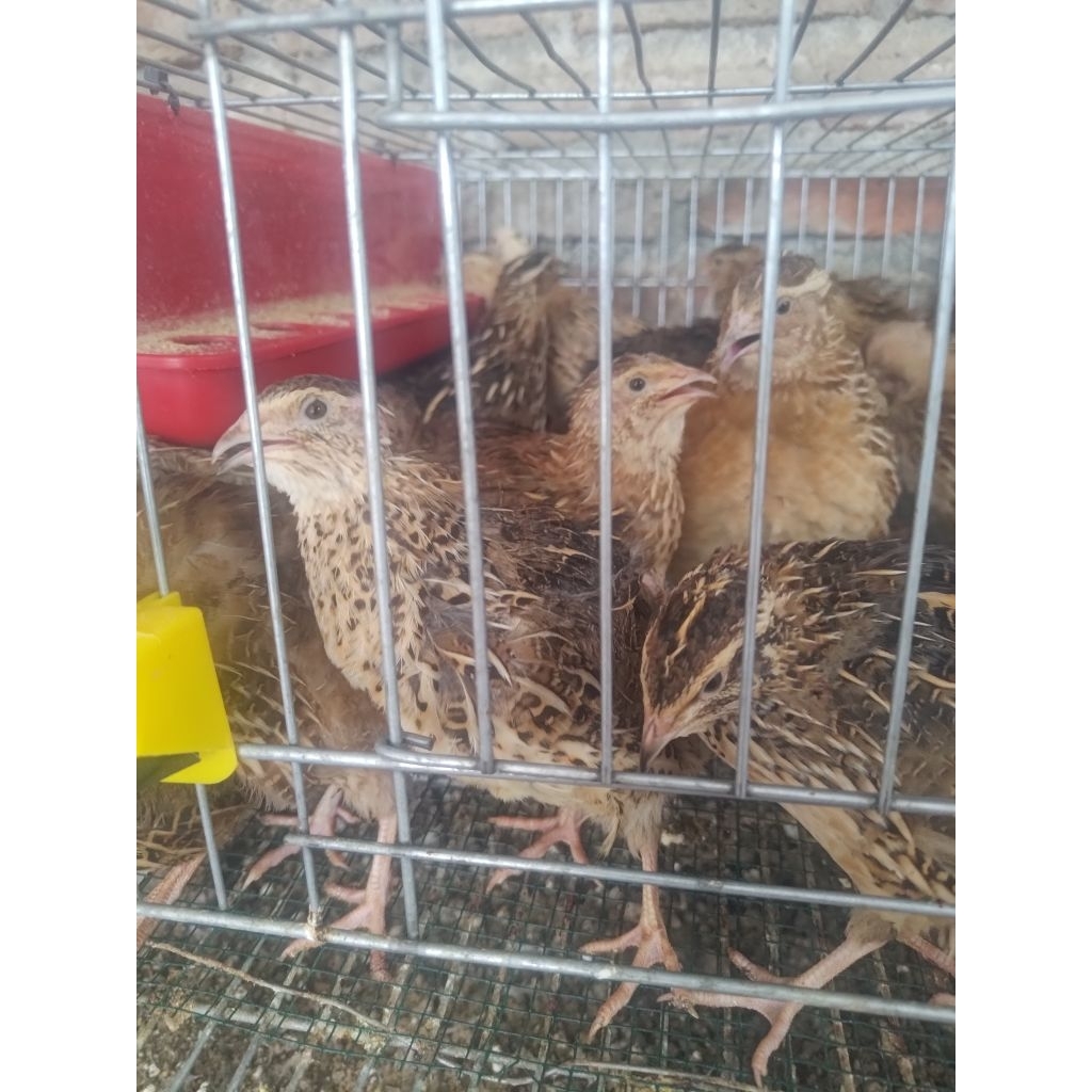 Telur puyuh fertil buat di tetaskan