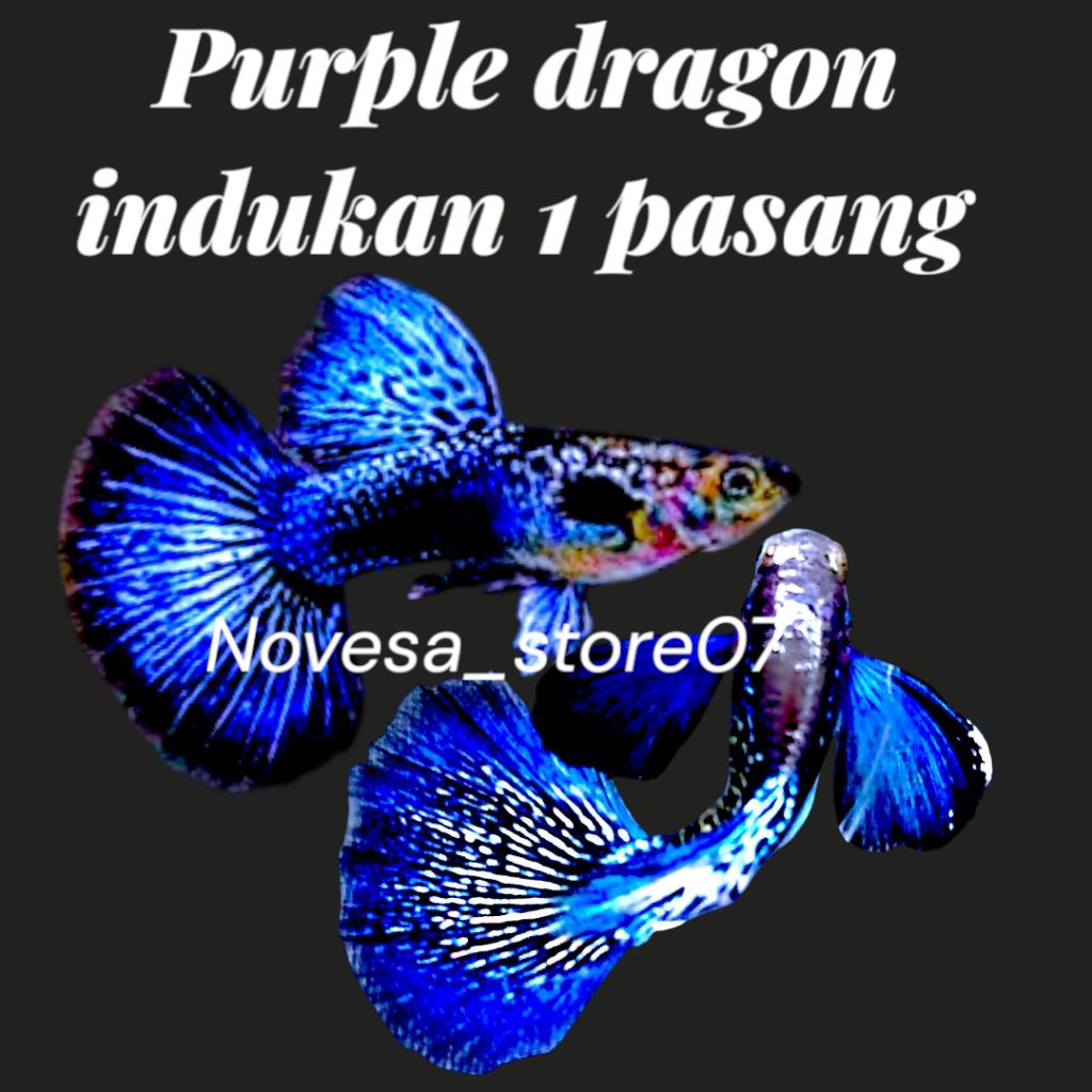 Guppy Purple Dragon Original Top Grade Sepasang