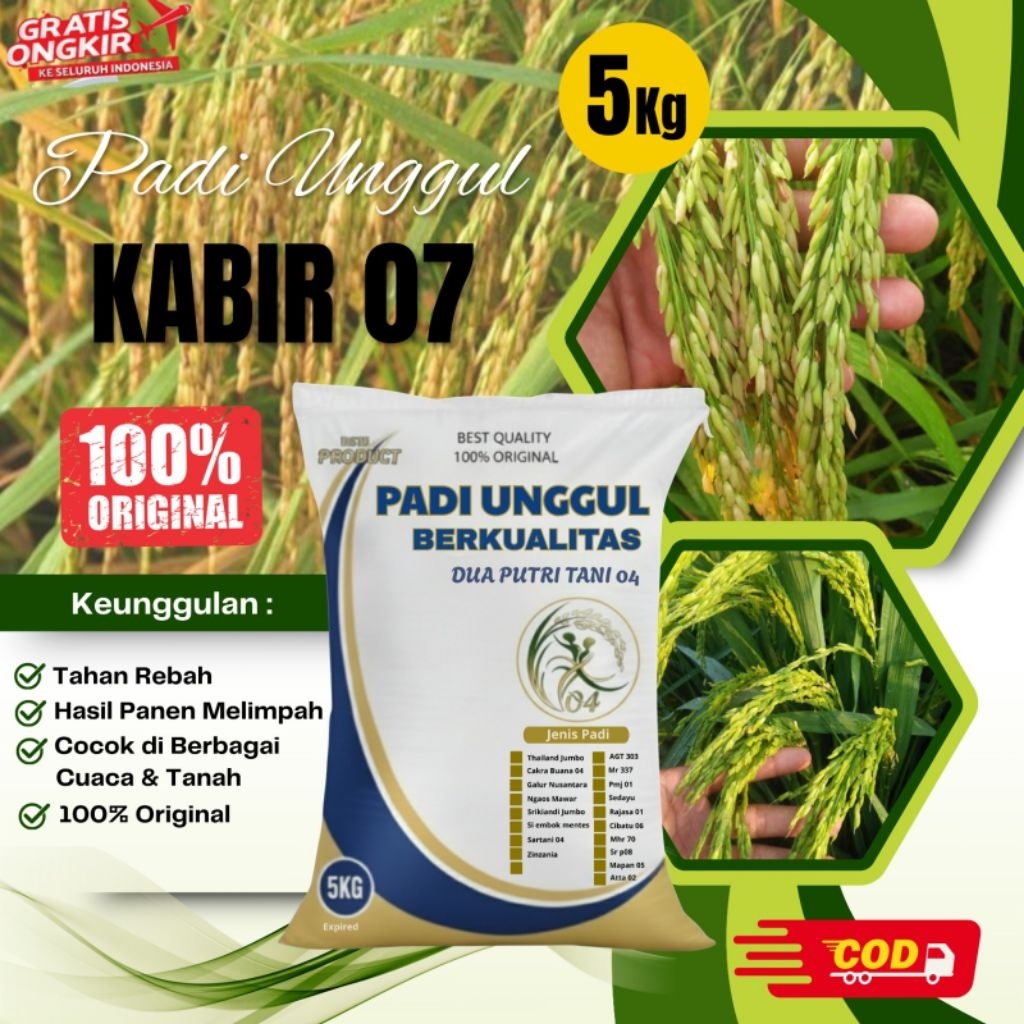bibit PADI KABIR 07 Kemasan 5kg
