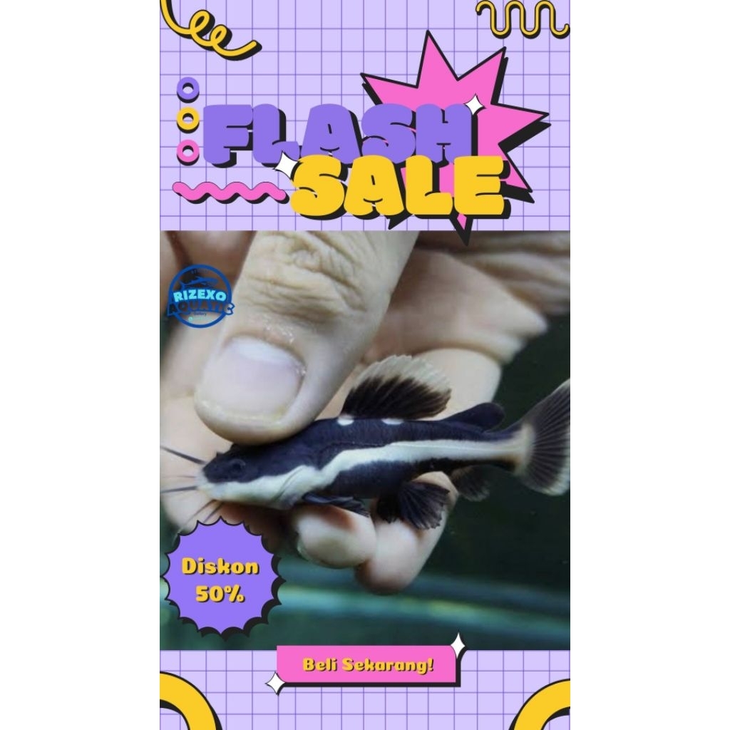 RTC Red Tail CatFish Baby 4-6 CM #PromoSpecial