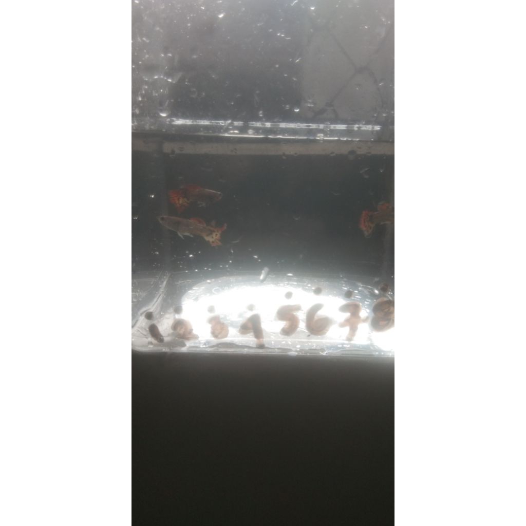 GUPPY DRAGON MERAH JANTAN UKURAN 2-3 CM