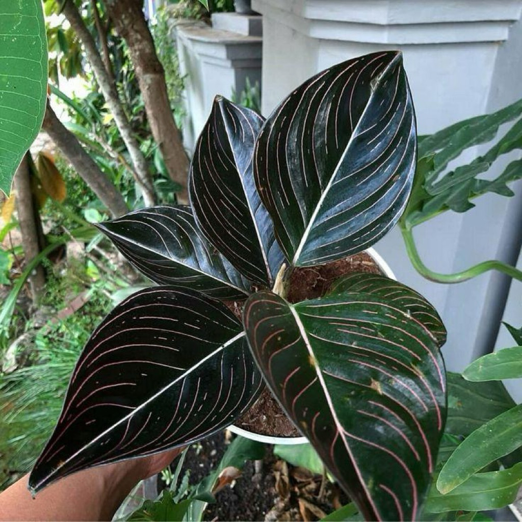 Aglonema rotundum aceh | Tanaman aglonema rotundum aceh merah | Aglaonema rotundum aceh 3