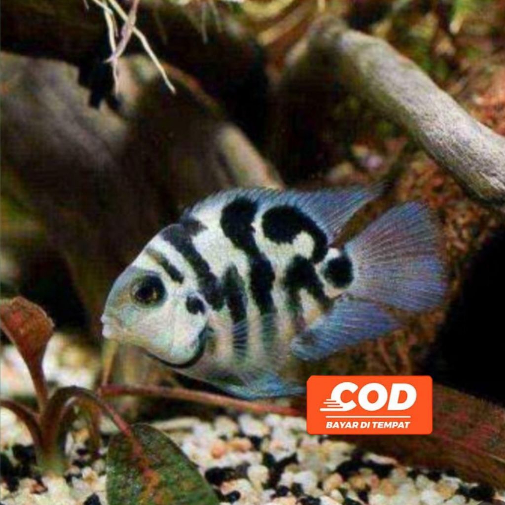 Ikan Blue Polar Ikan Hias Aquarium Parrot Fish Cichlid Warna Biru Pastel Berpola Unik