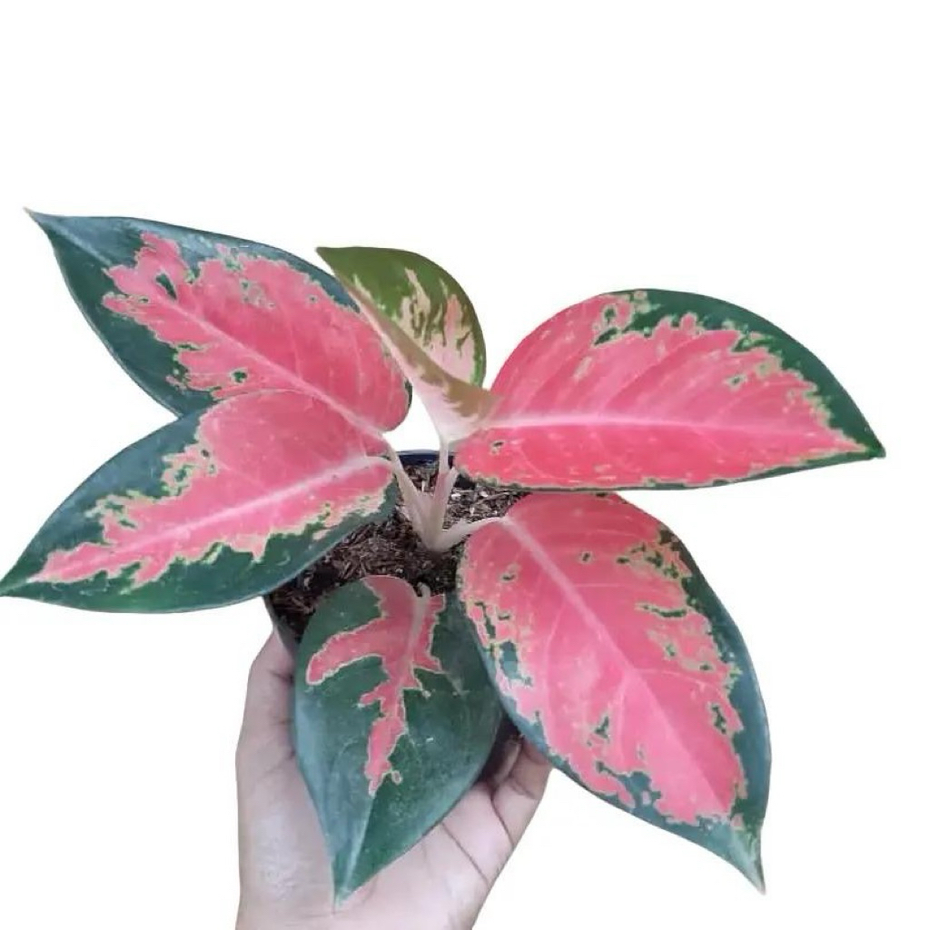 Aglonema kochin merah | Tanaman aglonema kocin merah | Aglaonema kochin
