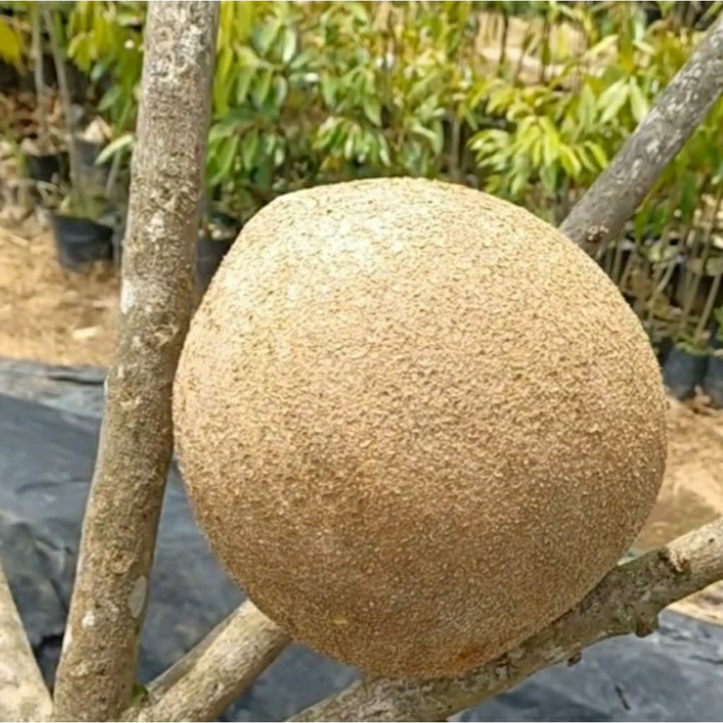 Mamey Sapote keywest KBB