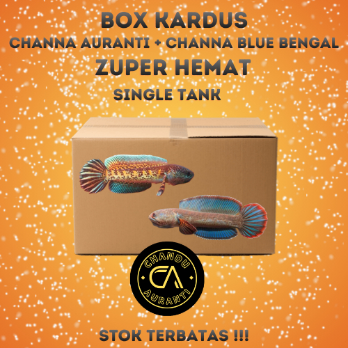 Box Kardus Channa Auranti + Box Kardus Channa Blue Bengal Size 4-6cm Grade A+ Bahan Mewah