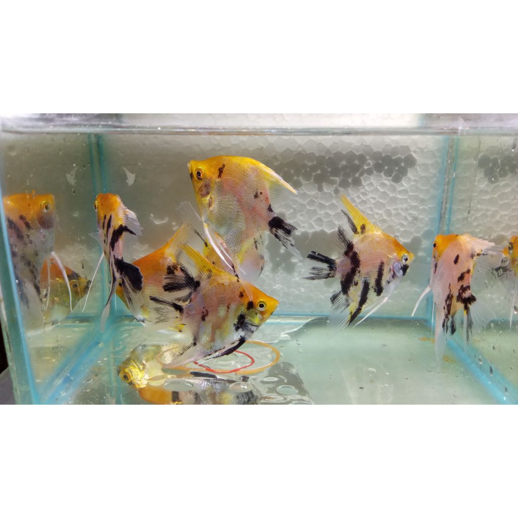 IKAN MANFISH RED DEVIL 5-6 CM