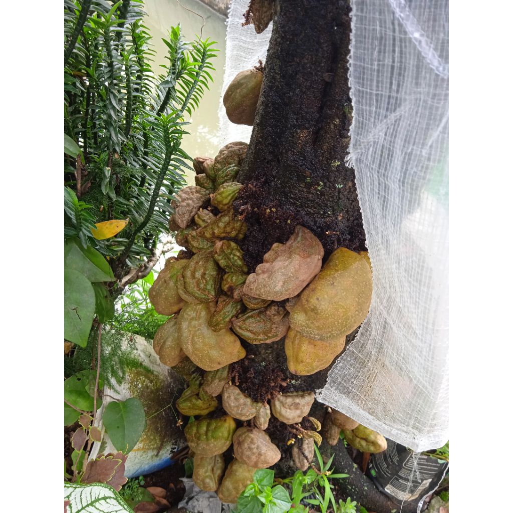 Buah Pukih / Namnam / Buah Legend 500gr