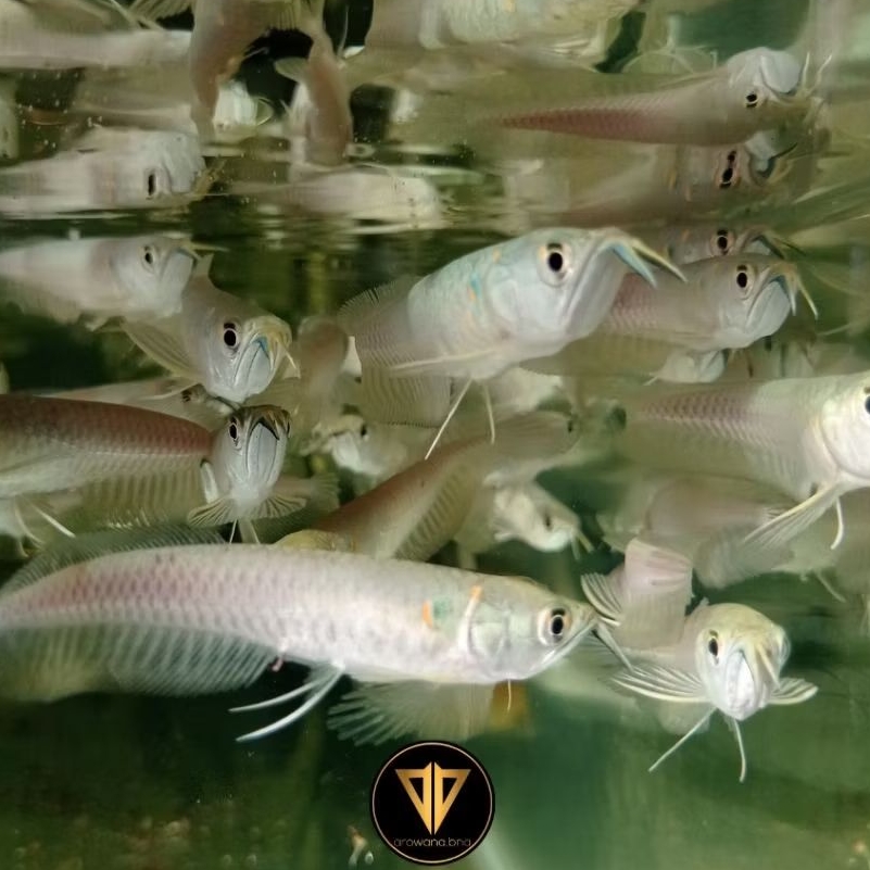 IKAN HIAS AKUARIUM AIR TAWAR ARWANA SILVER RED BERGARANSI