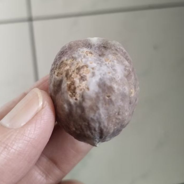 Kemiri Adu Muncang Adu Mayit Silang Yanti Kobra Tua Jatuhan