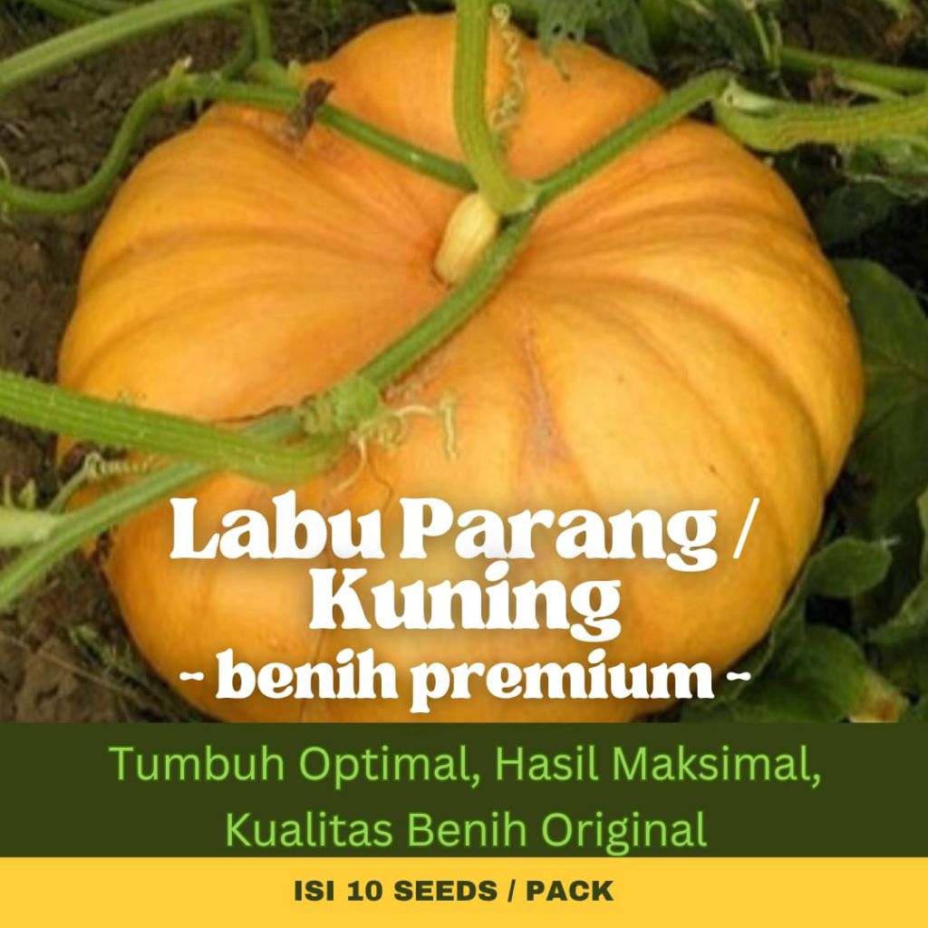 Griya Benih - 10 Biji Benih Unggulan Labu Manis Labu Parang Kuning
